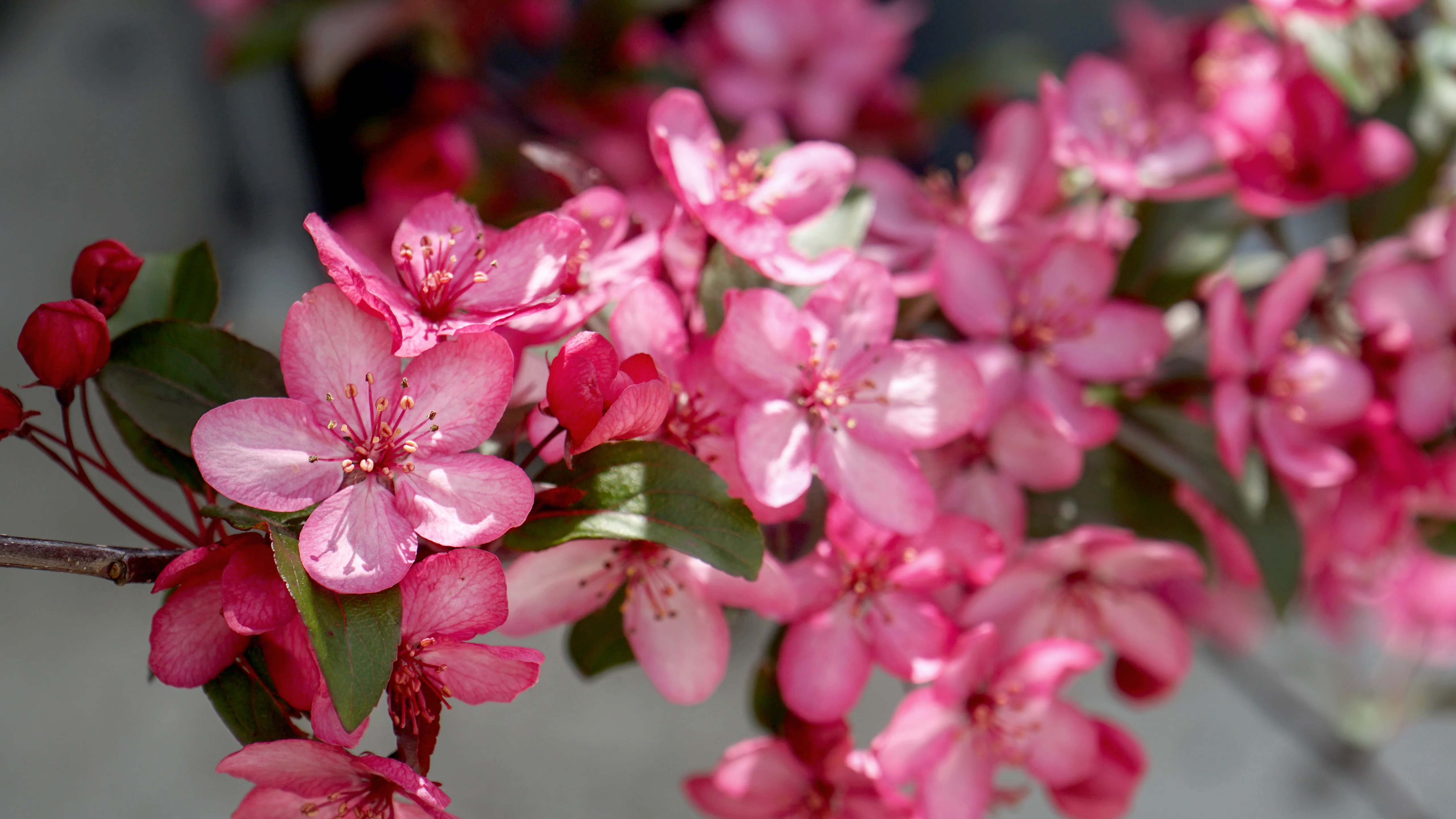 Elevate Your Garden's Natural Beauty