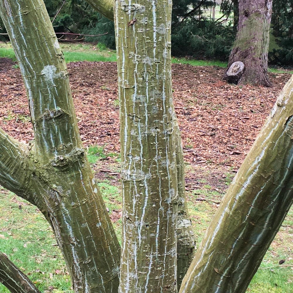 Acer davidii Tree - Image 3