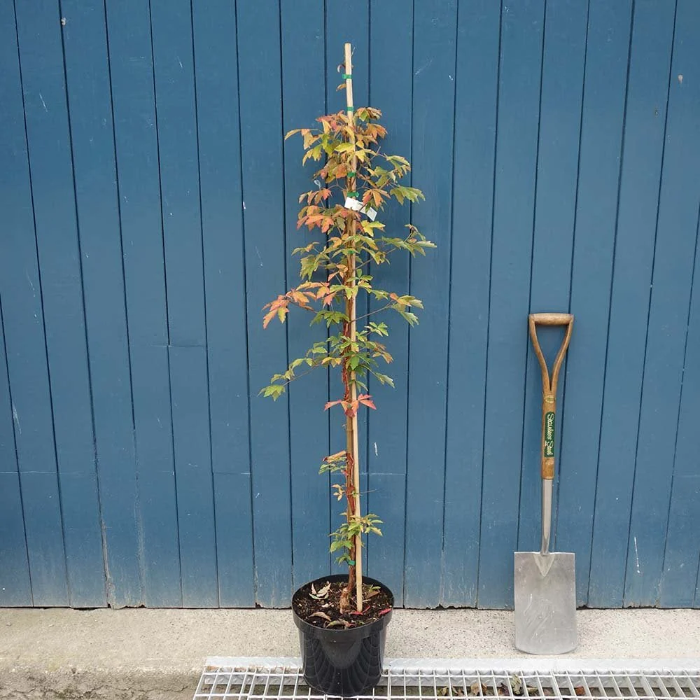 Acer griseum Tree - Image 5