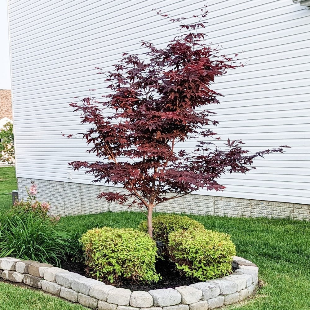 Acer palmatum 'Bloodgood' Tree - Image 3