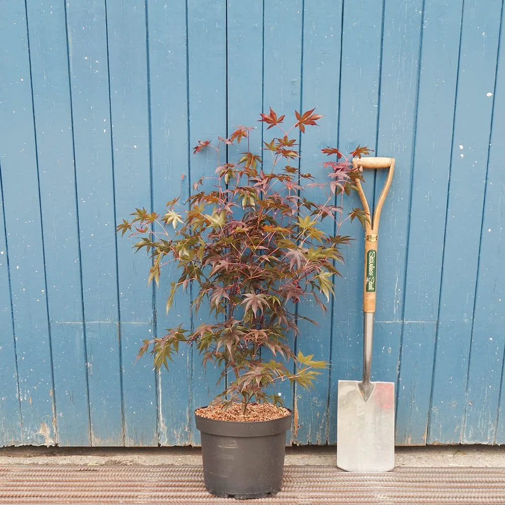Acer palmatum 'Bloodgood' Tree - Image 5