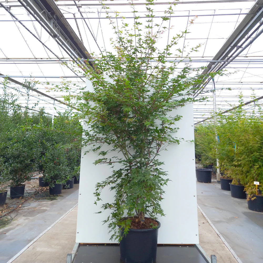 Acer palmatum 'Deshojo' Tree - Image 3