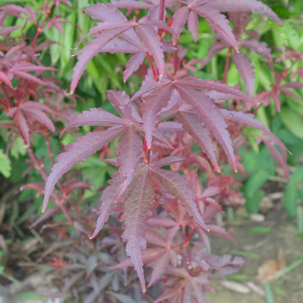 Acer palmatum 'Skeeter's Broom' Tree - Image 3