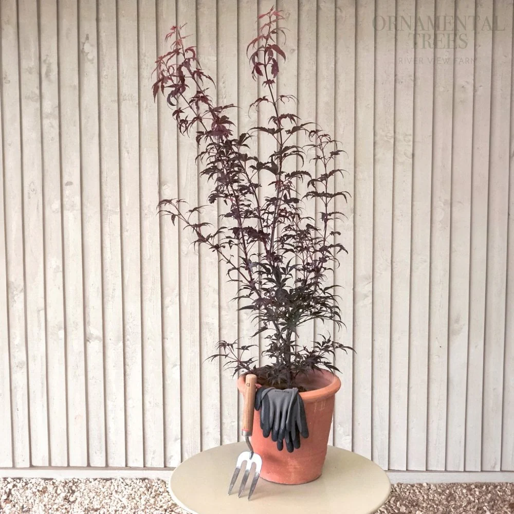 Acer palmatum 'Skeeter's Broom' Tree - Image 5