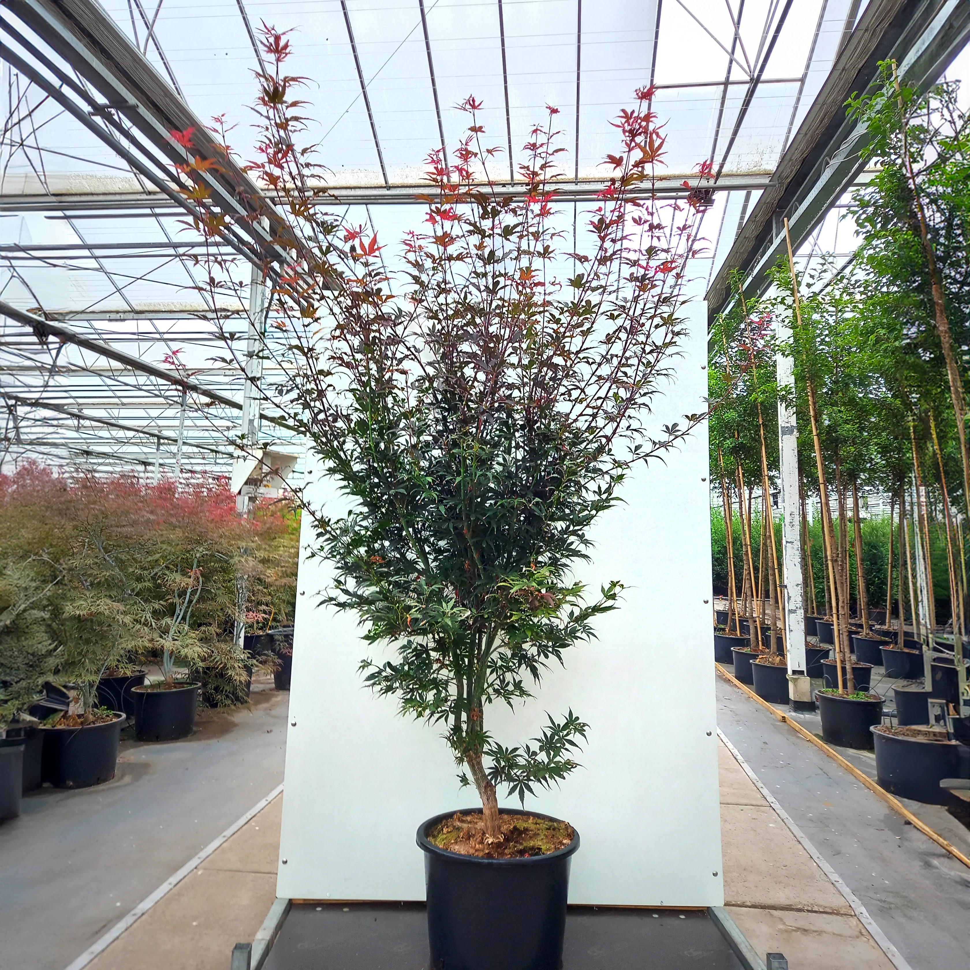Acer palmatum 'Skeeter's Broom' Tree - Image 6