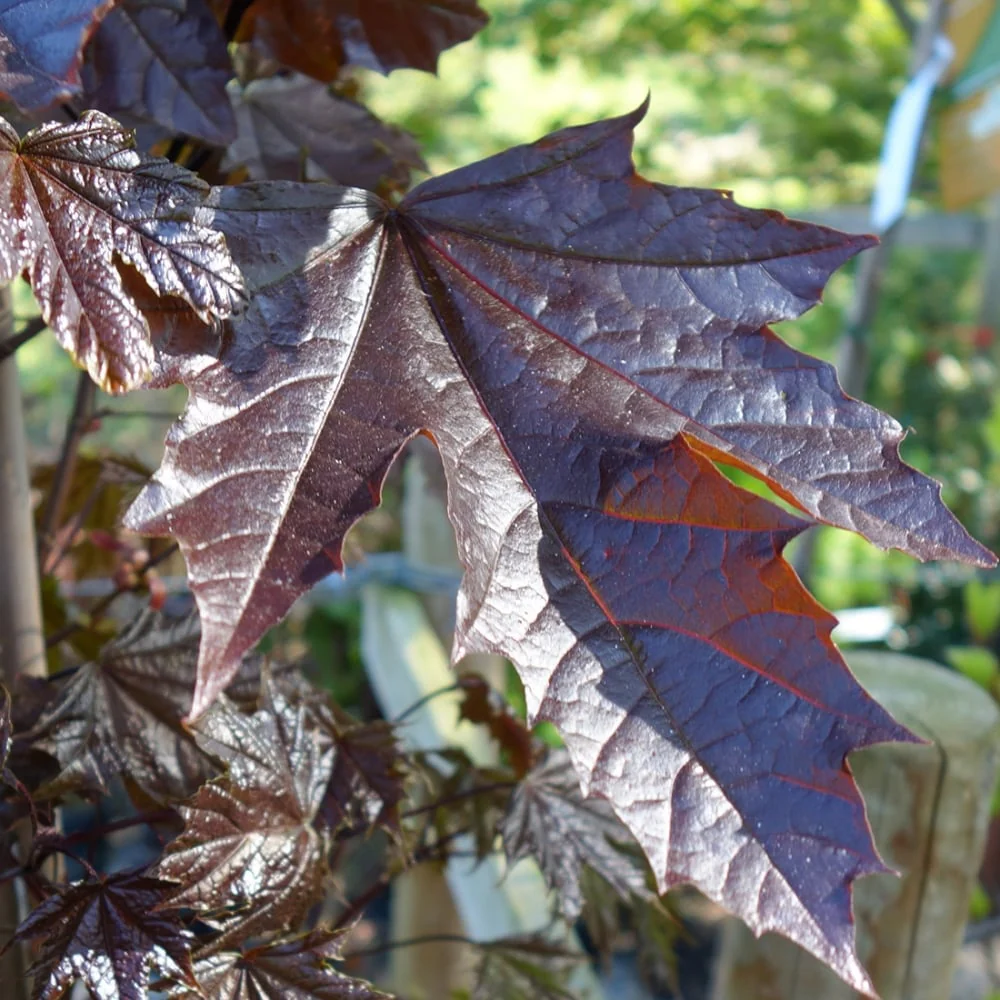 Acer platanoides 'Crimson Sentry' Tree - Image 3
