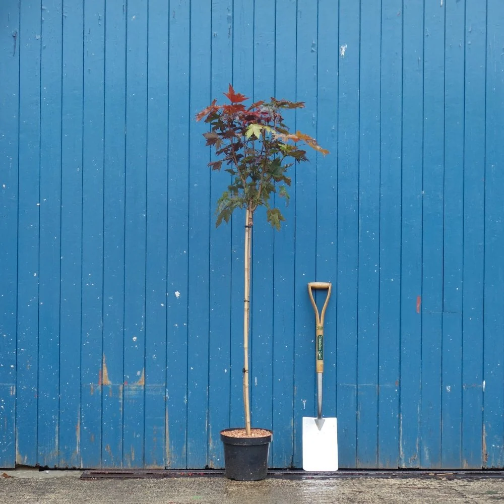 Acer platanoides 'Crimson Sentry' Tree - Image 6