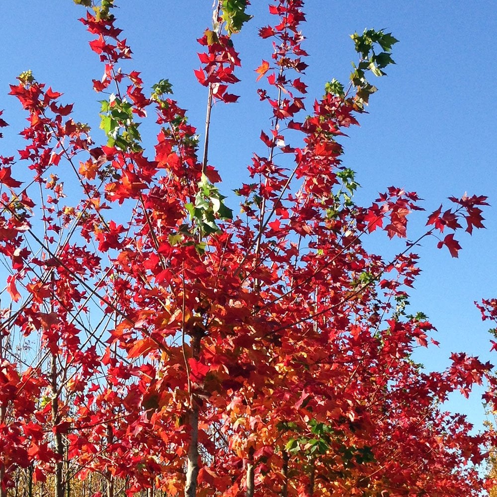 Acer platanoides 'Pacific Sunset' Tree - Image 3