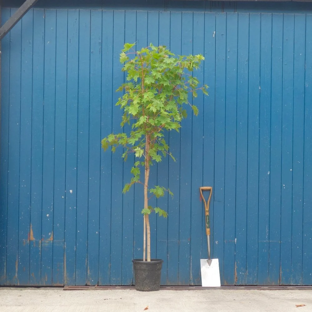 Acer platanoides 'Pacific Sunset' Tree - Image 4