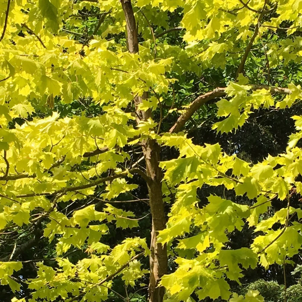 Acer platanoides Princeton Gold Tree - Image 3