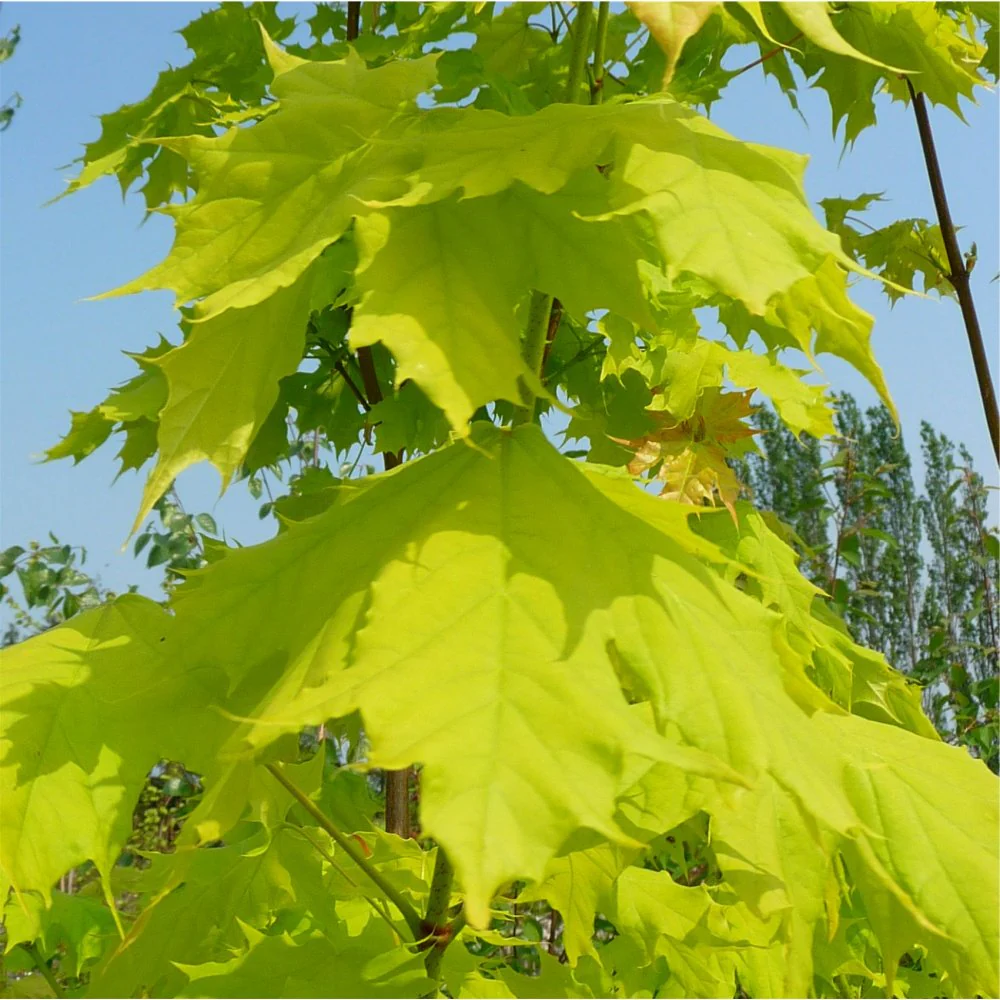 Acer platanoides Princeton Gold Tree - Image 4