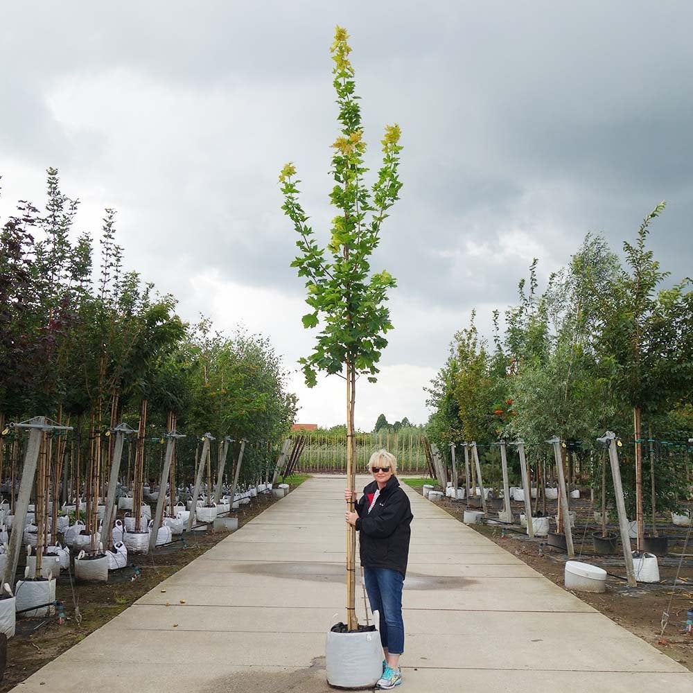 Acer platanoides Princeton Gold Tree - Image 6