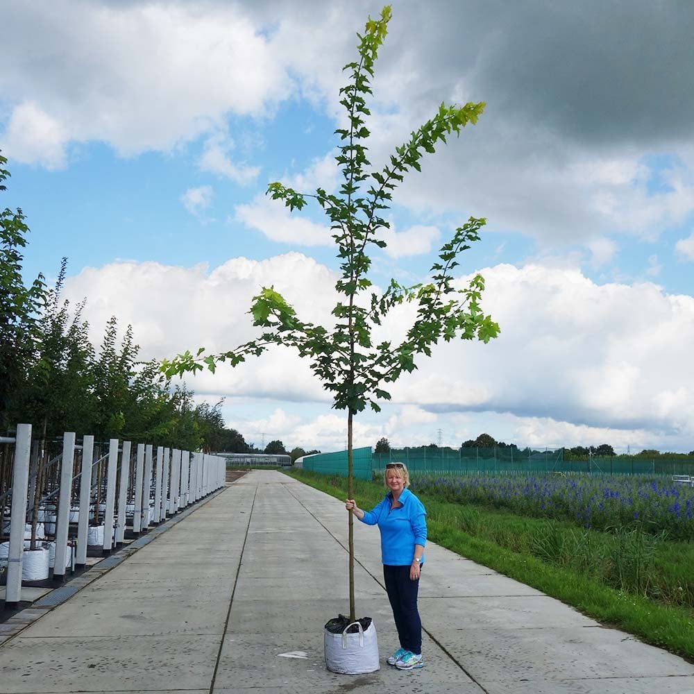 Acer platanoides Princeton Gold Tree - Image 7
