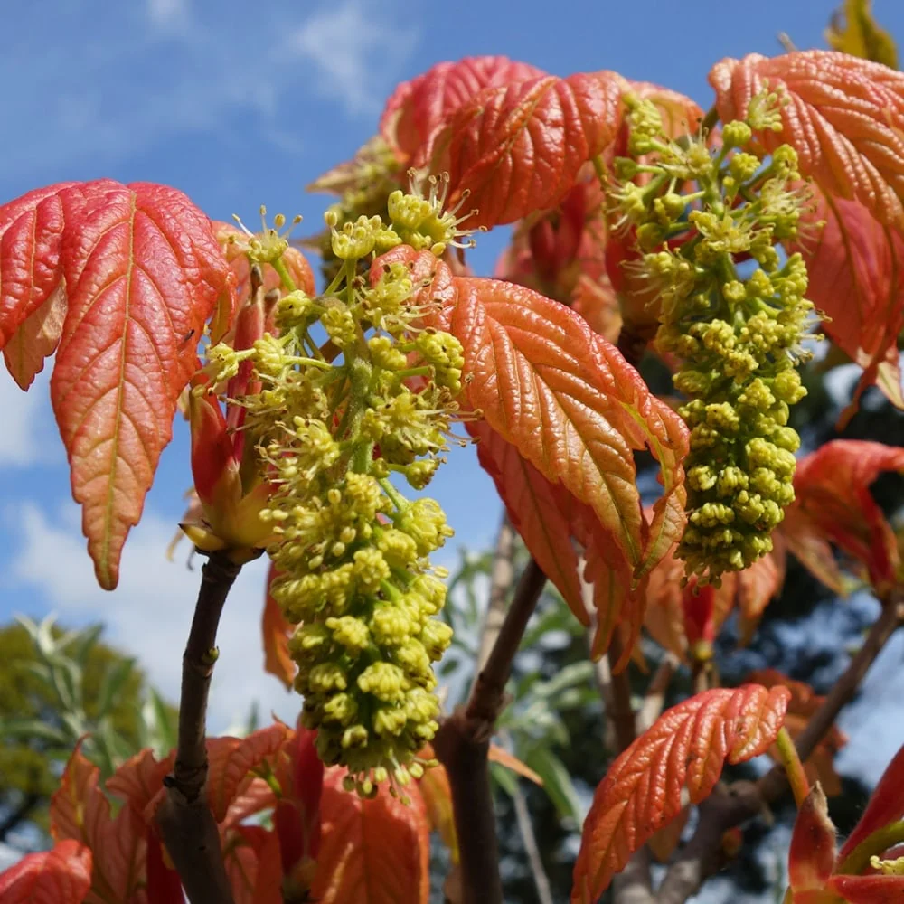 Acer pseudoplatanus 'Brilliantissimum' Tree - Image 3