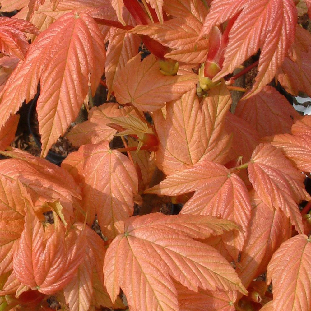 Acer pseudoplatanus 'Brilliantissimum' Tree - Image 4