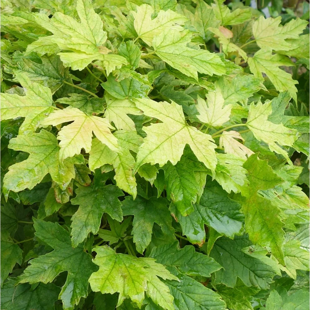 Acer pseudoplatanus 'Brilliantissimum' Tree - Image 5