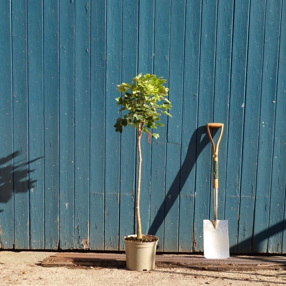 Acer pseudoplatanus 'Brilliantissimum' Tree - Image 6
