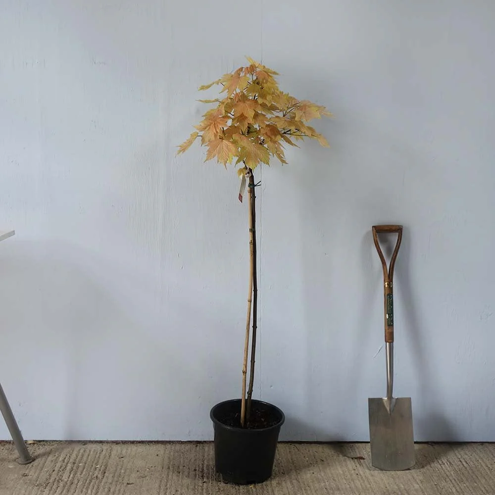 Acer pseudoplatanus 'Brilliantissimum' Tree - Image 7