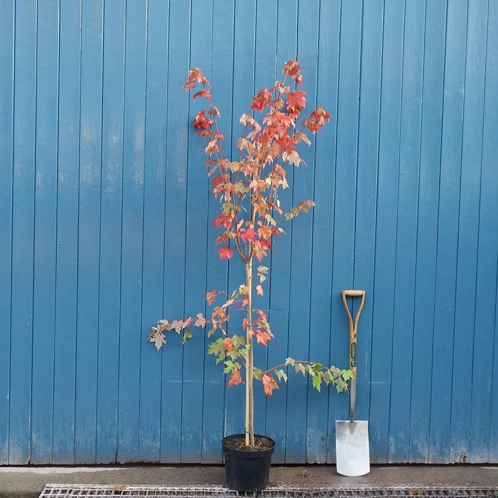 Acer rubrum 'October Glory' Tree - Image 5