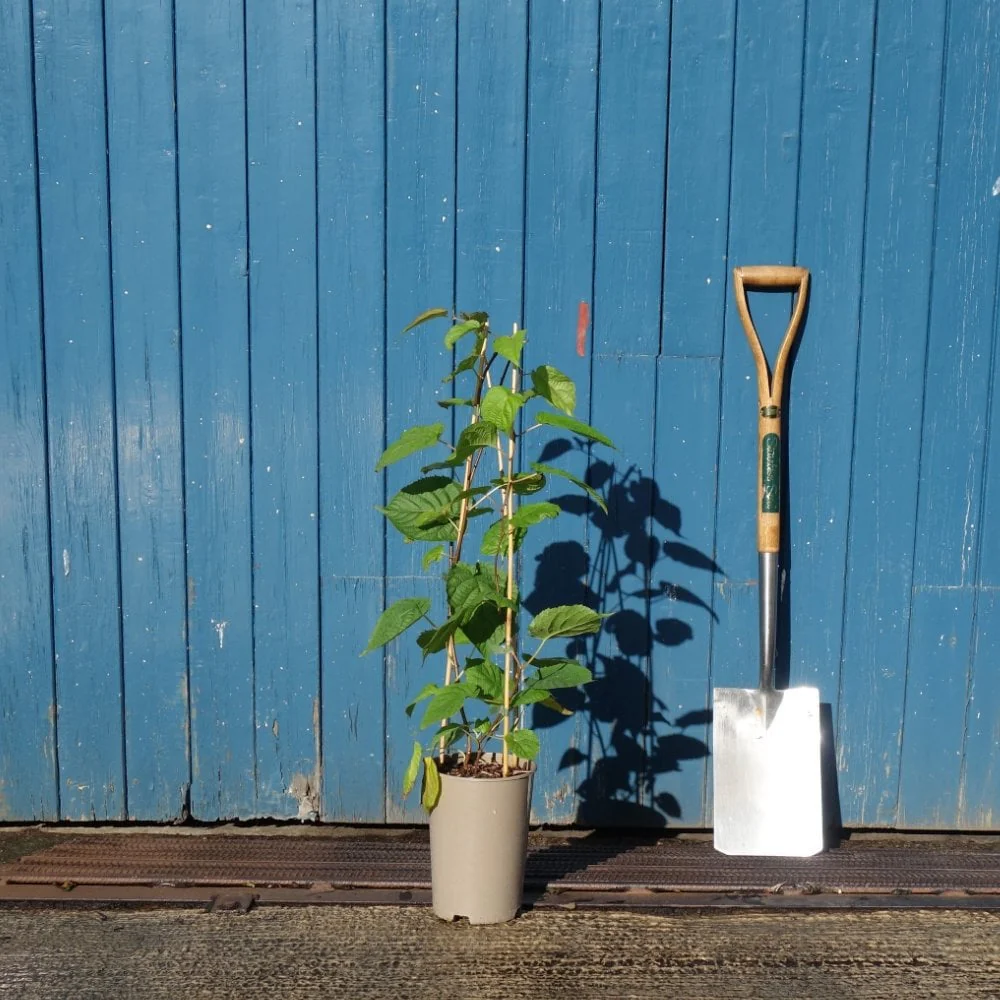 Actinidia kolomikta Climbing Plant - Image 3