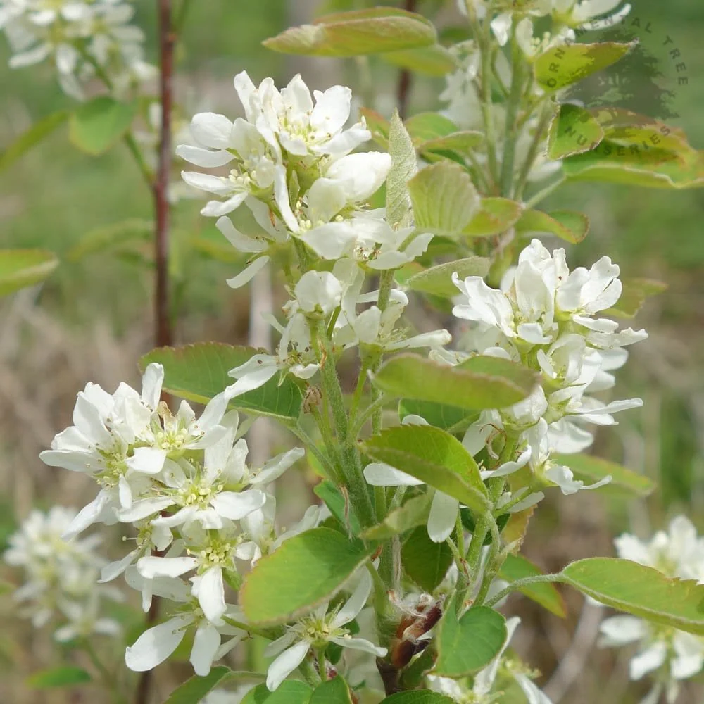 Amelanchier alnifolia 'Obelisk' Tree - Image 5