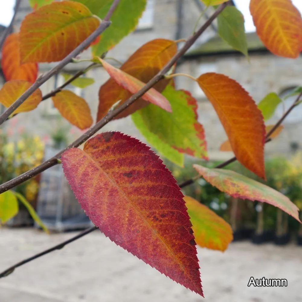Amelanchier laevis 'Snowflakes' Tree - Image 3