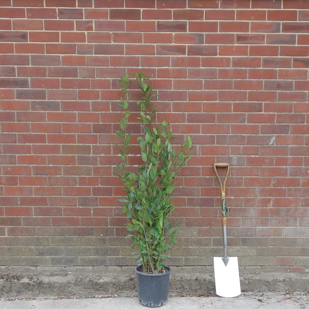 Bay Laurel Tree - Image 3