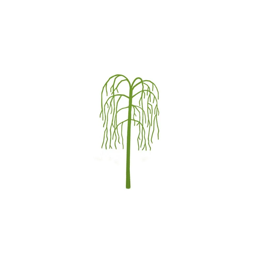 Betula pendula 'Youngii' Tree - Image 7