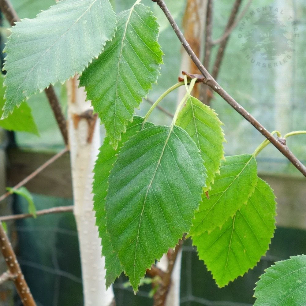 Betula utilis jacquemontii Tree - Image 3