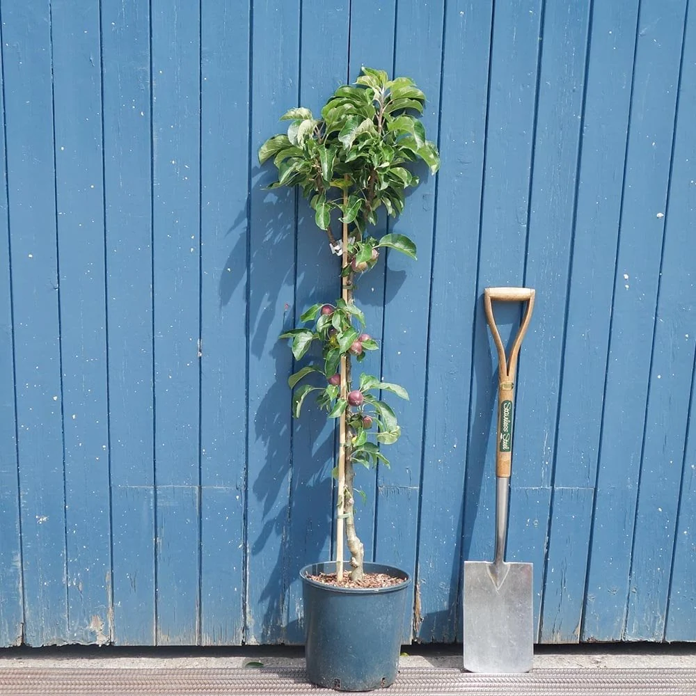 Blue Moon Columnar Apple Tree - Image 4