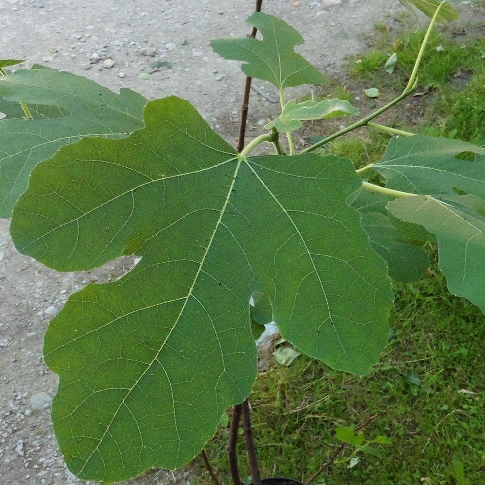 Brown Turkey Fig Tree - Image 3