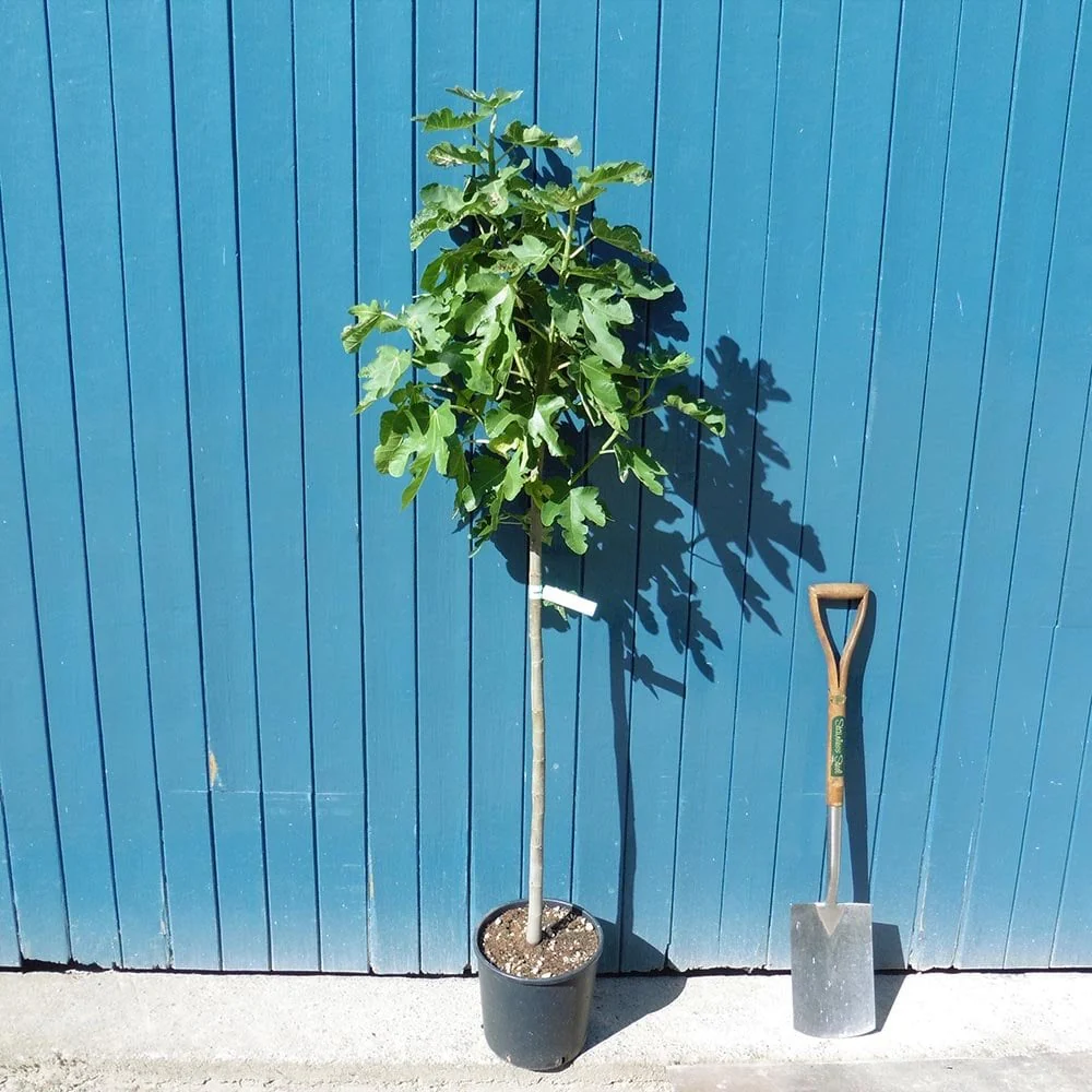 Brown Turkey Fig Tree - Image 4