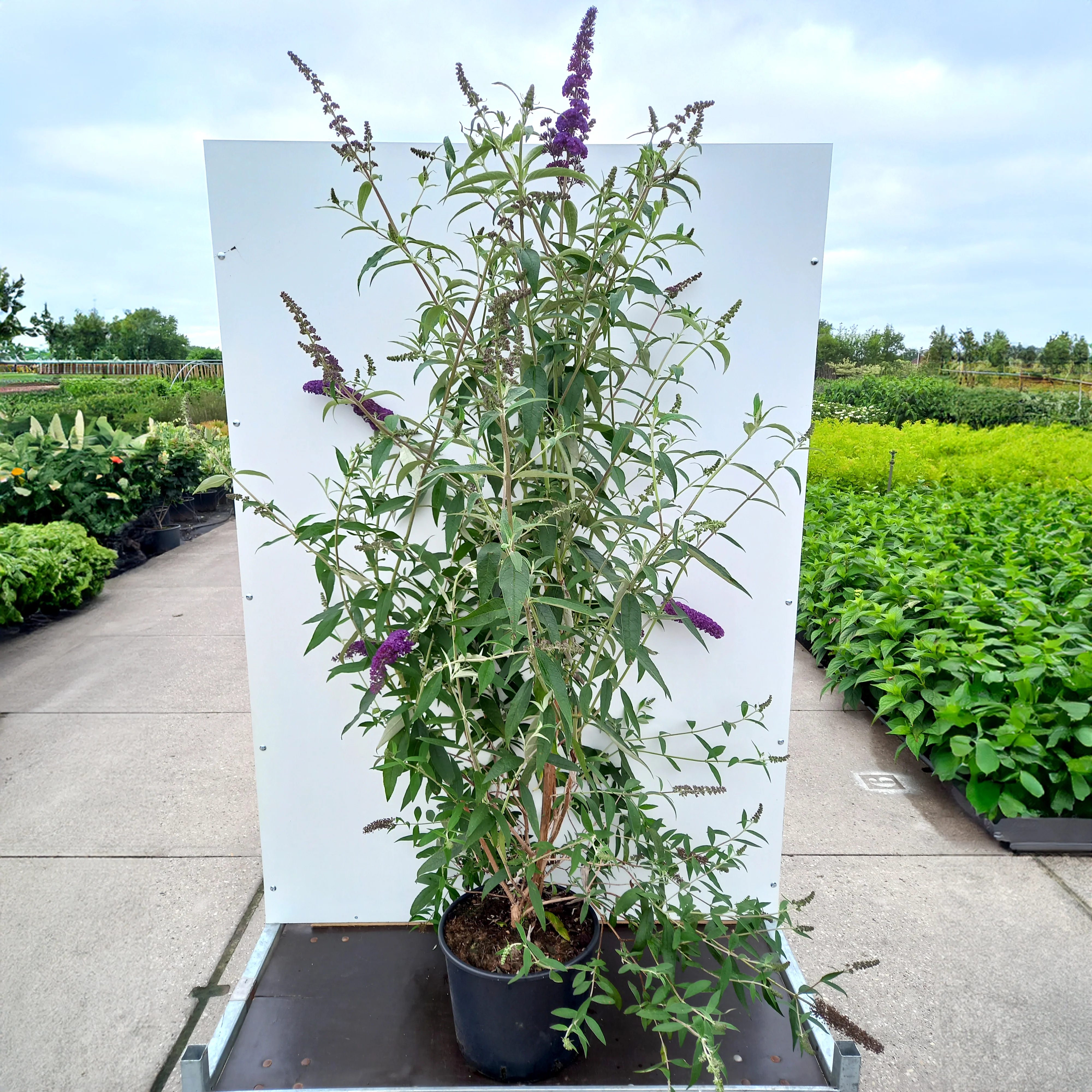 Buddleja davidii 'Black Knight' Shrub - Image 3