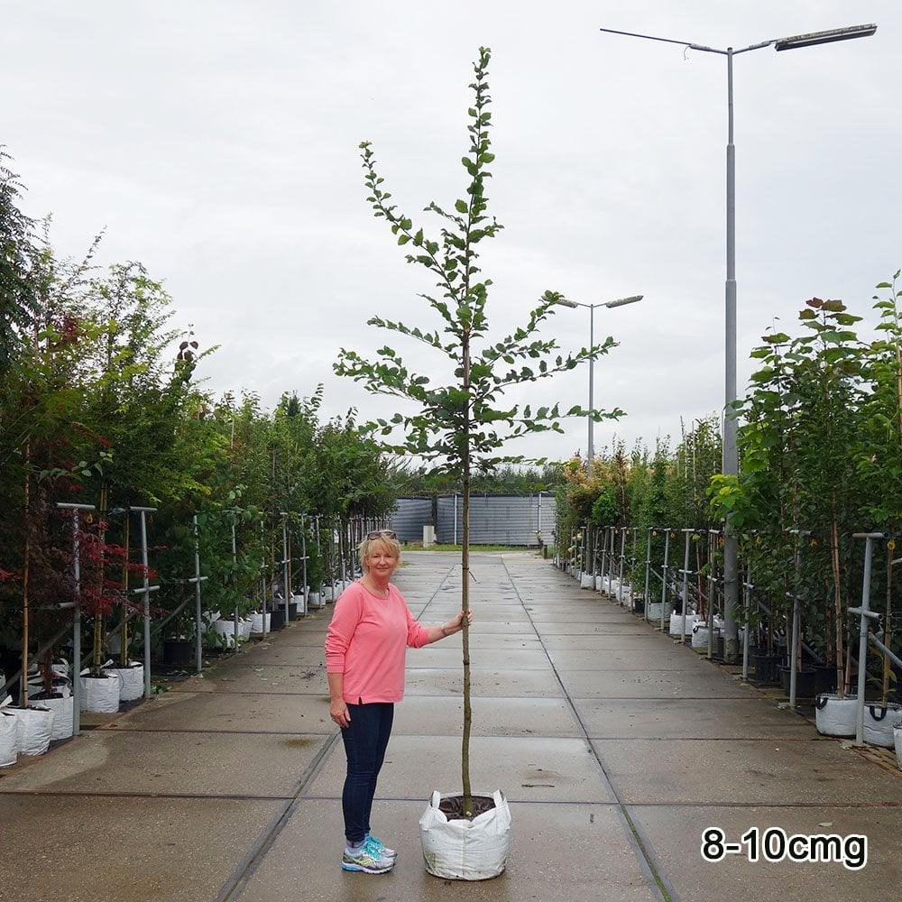 Carpinus betulus Tree - Image 5