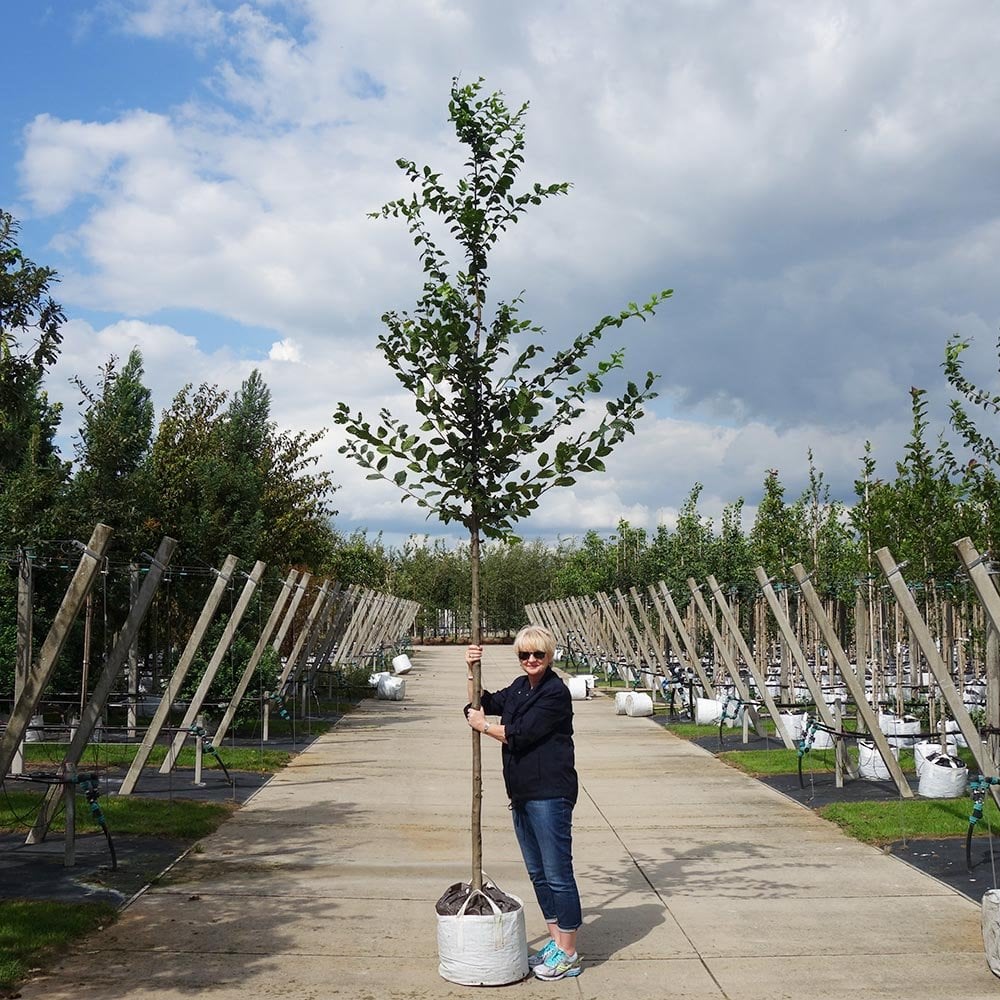 Carpinus betulus Tree - Image 7