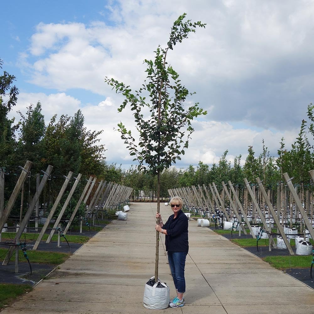 Carpinus betulus Tree - Image 8