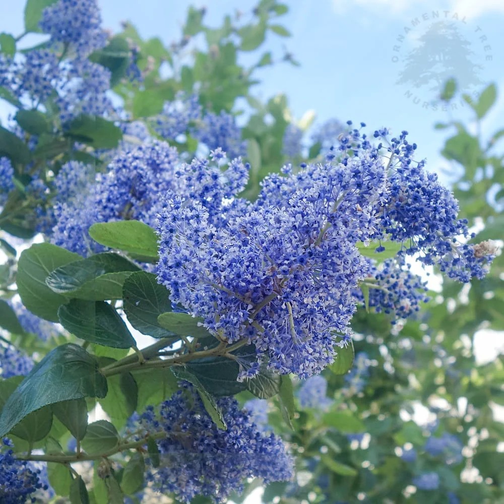 Ceanothus 'Trewithen Blue' - Image 3