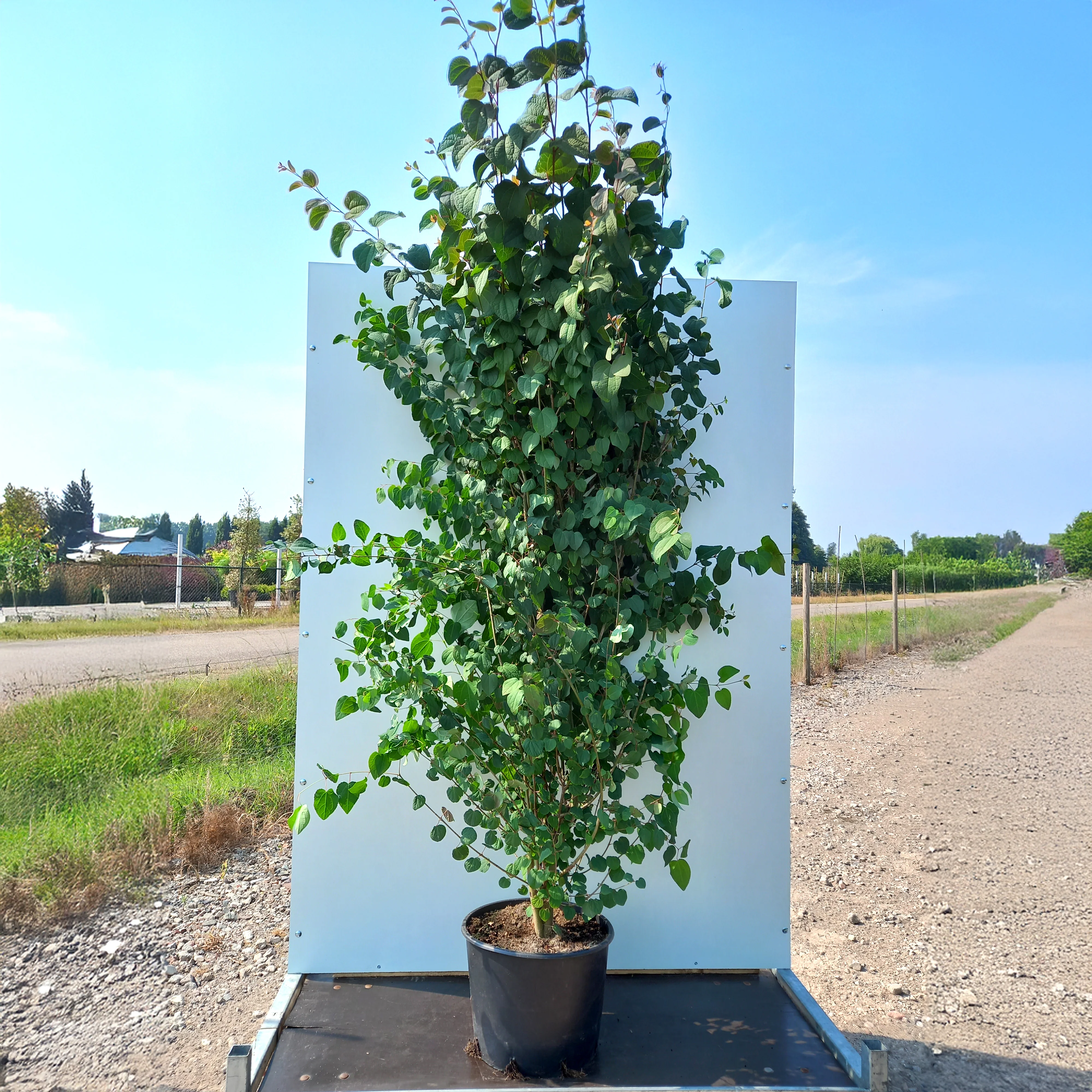Cercidiphyllum japonicum Tree - Image 10