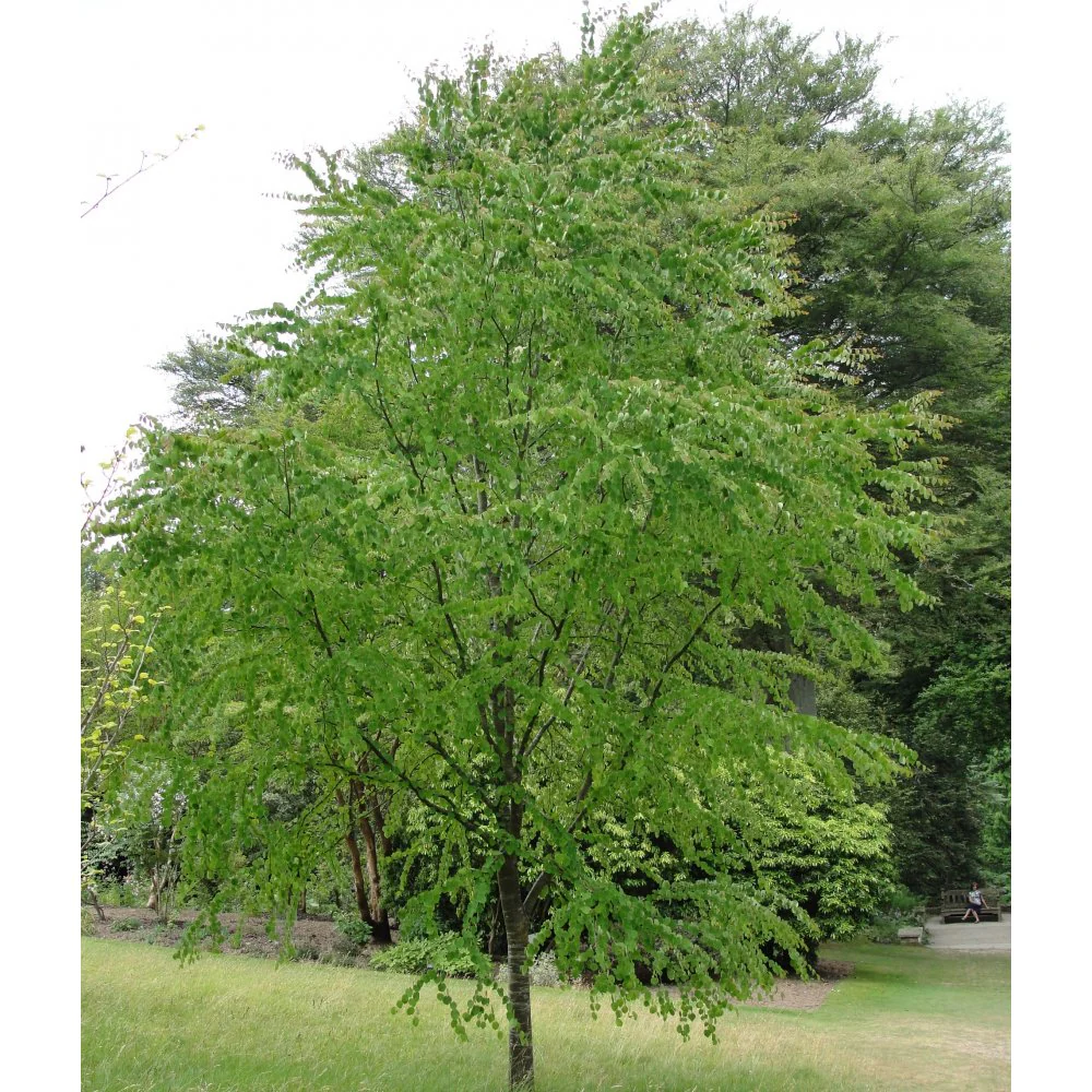 Cercidiphyllum japonicum Tree - Image 5