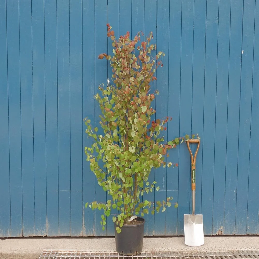 Cercidiphyllum japonicum Tree - Image 6