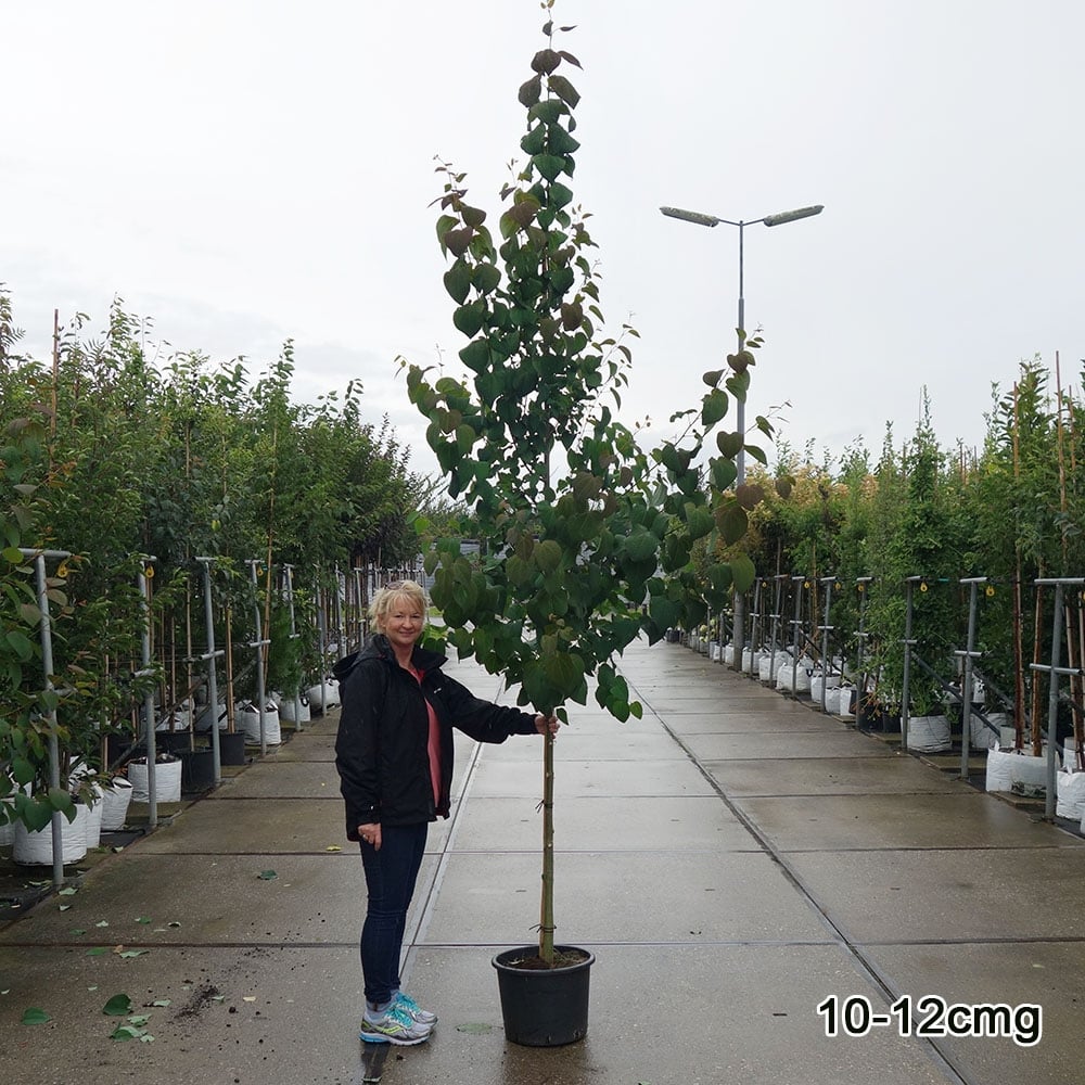 Cercidiphyllum japonicum Tree - Image 7