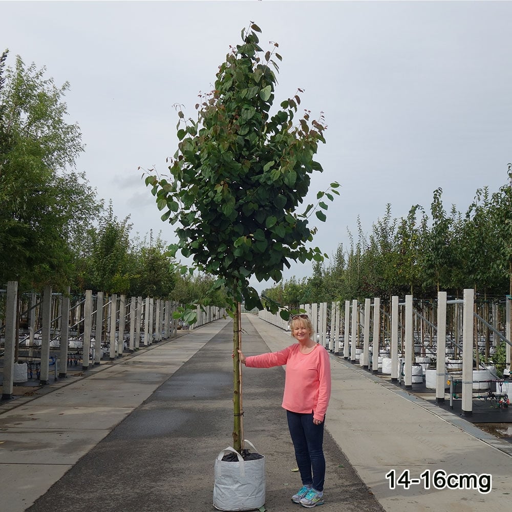 Cercidiphyllum japonicum Tree - Image 9