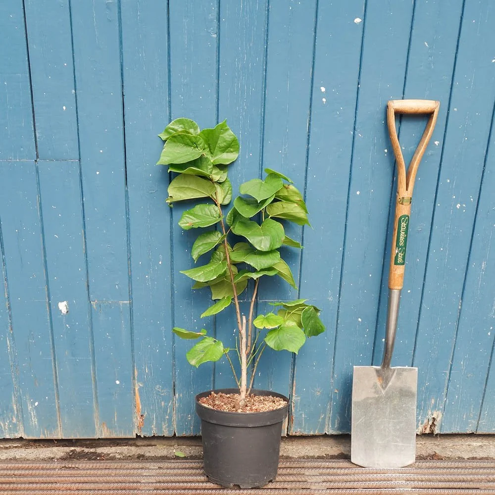 Cercis chinensis 'Avondale' Tree - Image 4
