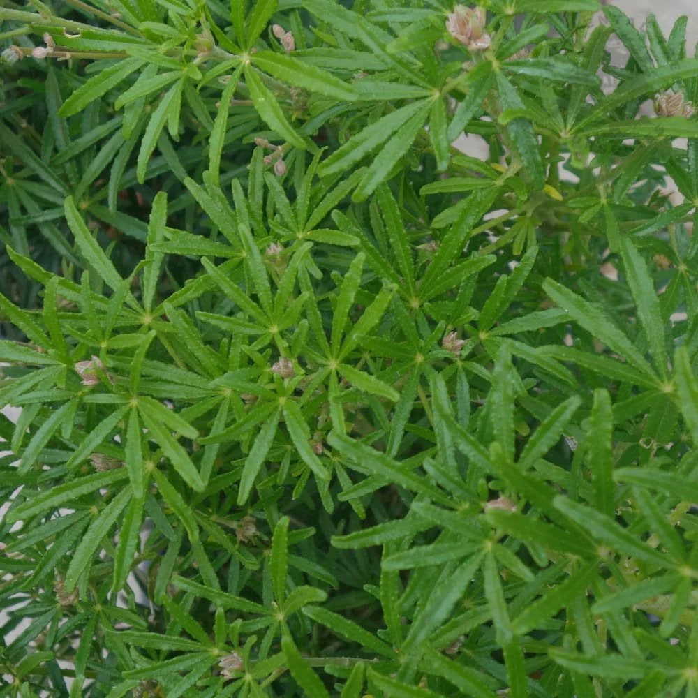 Choisya × dewitteana White Dazzler Shrub - Image 3