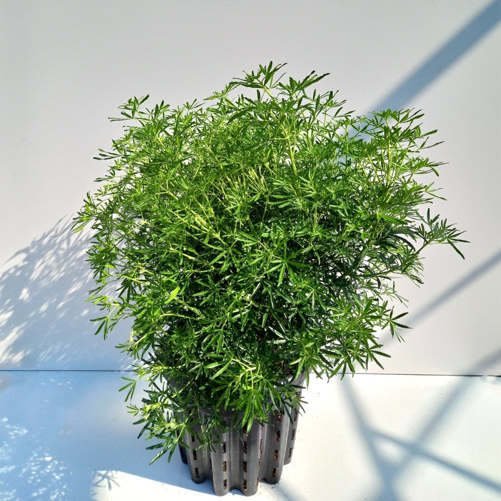 Choisya × dewitteana White Dazzler Shrub - Image 5