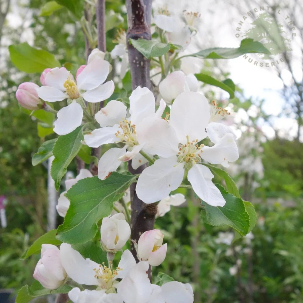 Christmas Pippin Apple Tree - Image 4