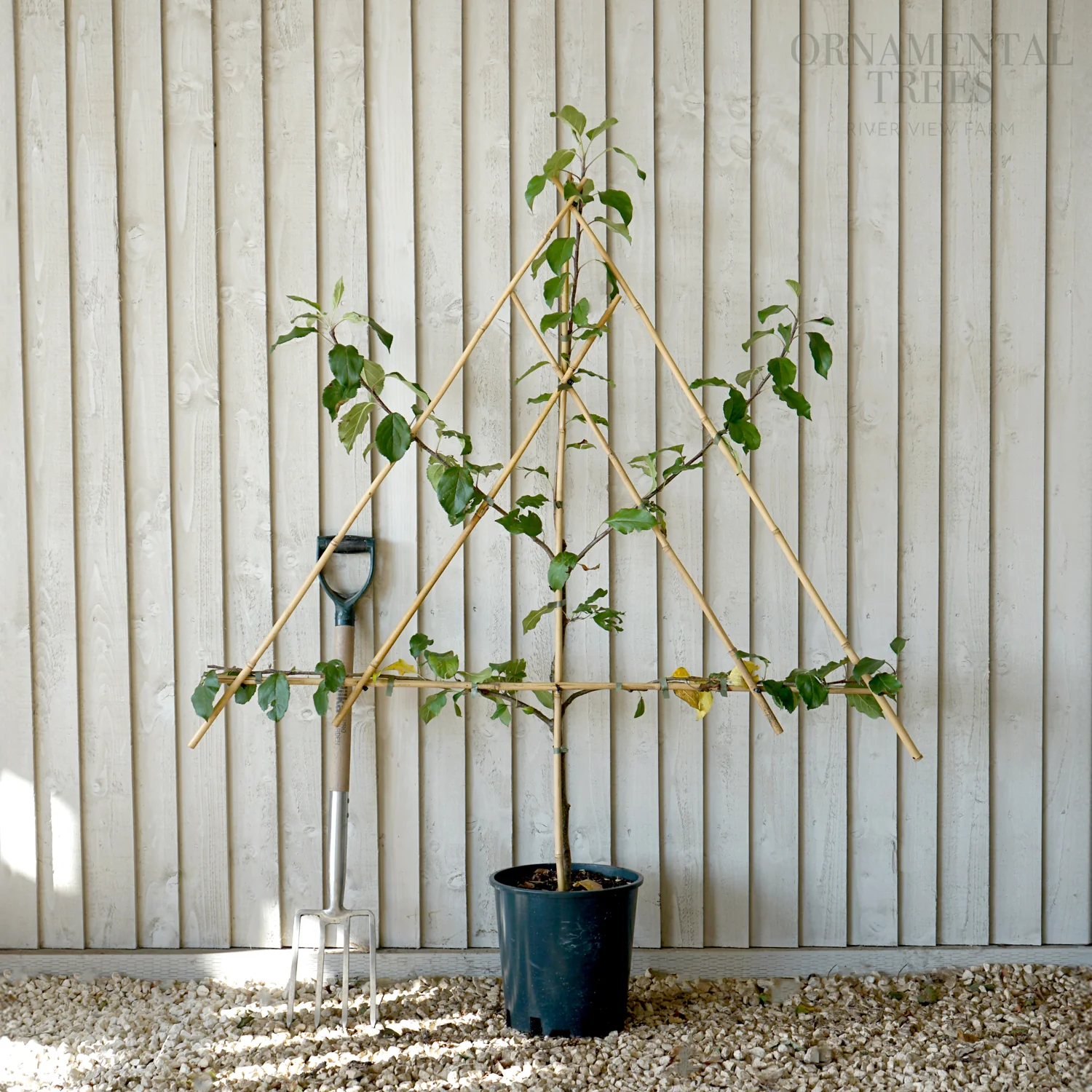 Christmas Pippin Apple Tree - Image 6