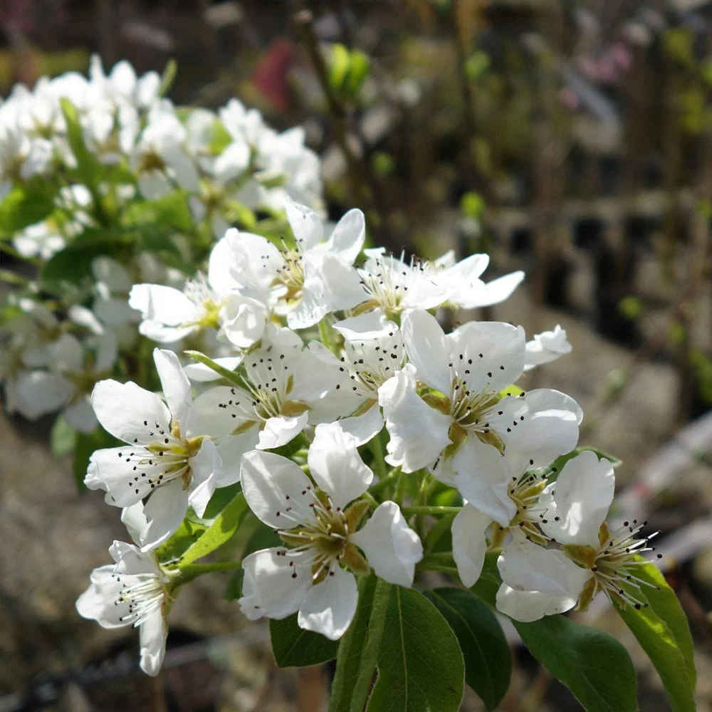 Concorde Pear Tree - Image 5