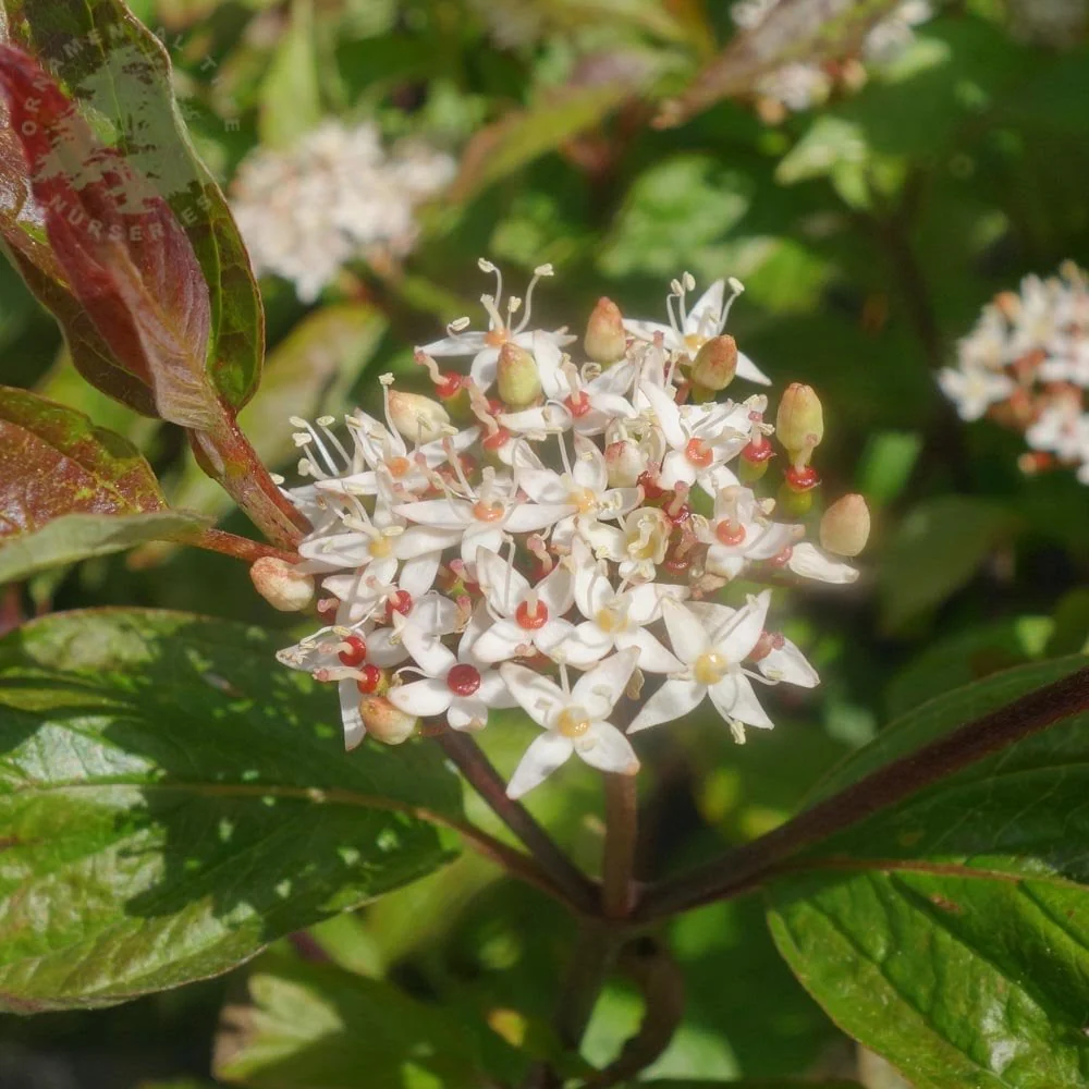 Cornus alba 'Kesselringii' Shrub - Image 3
