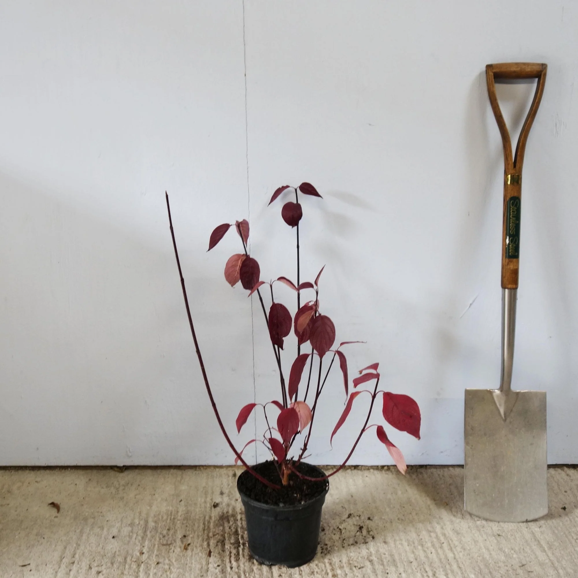 Cornus alba 'Kesselringii' Shrub - Image 4